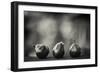 Three Red Pears on the Precipice-Geoffrey Ansel Agrons-Framed Photographic Print