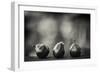 Three Red Pears on the Precipice-Geoffrey Ansel Agrons-Framed Photographic Print