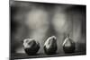 Three Red Pears on the Precipice-Geoffrey Ansel Agrons-Mounted Photographic Print