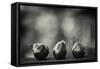 Three Red Pears on the Precipice-Geoffrey Ansel Agrons-Framed Stretched Canvas