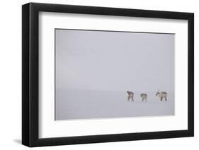 Three Reindeers walking across snow, Svalbard, Norway-Danny Green-Framed Photographic Print