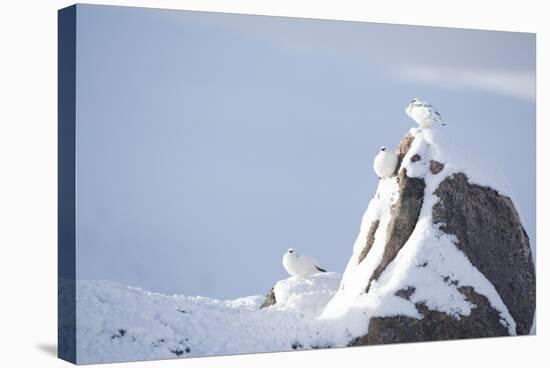 Three Rock Ptarmigan (Lagopus Mutus) Perched on Rock, Camouflaged in Snow, Cairngorms, Scotland, UK-Peter Cairns-Stretched Canvas