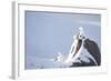 Three Rock Ptarmigan (Lagopus Mutus) Perched on Rock, Camouflaged in Snow, Cairngorms, Scotland, UK-Peter Cairns-Framed Photographic Print