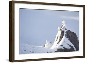 Three Rock Ptarmigan (Lagopus Mutus) Perched on Rock, Camouflaged in Snow, Cairngorms, Scotland, UK-Peter Cairns-Framed Photographic Print
