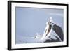 Three Rock Ptarmigan (Lagopus Mutus) Perched on Rock, Camouflaged in Snow, Cairngorms, Scotland, UK-Peter Cairns-Framed Photographic Print