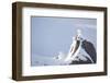 Three Rock Ptarmigan (Lagopus Mutus) Perched on Rock, Camouflaged in Snow, Cairngorms, Scotland, UK-Peter Cairns-Framed Photographic Print