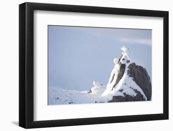 Three Rock Ptarmigan (Lagopus Mutus) Perched on Rock, Camouflaged in Snow, Cairngorms, Scotland, UK-Peter Cairns-Framed Photographic Print