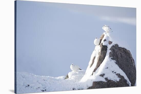 Three Rock Ptarmigan (Lagopus Mutus) Perched on Rock, Camouflaged in Snow, Cairngorms, Scotland, UK-Peter Cairns-Stretched Canvas