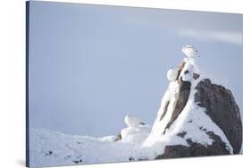 Three Rock Ptarmigan (Lagopus Mutus) Perched on Rock, Camouflaged in Snow, Cairngorms, Scotland, UK-Peter Cairns-Stretched Canvas