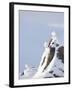 Three Rock Ptarmigan (Lagopus Mutus) Perched, Winter Plumage, Cairngorms Np, Highlands, Scotland-Peter Cairns-Framed Photographic Print