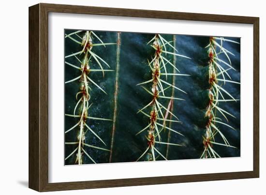 Three Rows Of Cactus Needles-Anthony Paladino-Framed Giclee Print