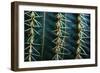 Three Rows Of Cactus Needles-Anthony Paladino-Framed Giclee Print