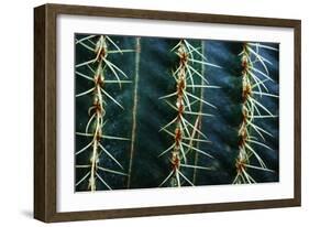 Three Rows Of Cactus Needles-Anthony Paladino-Framed Giclee Print