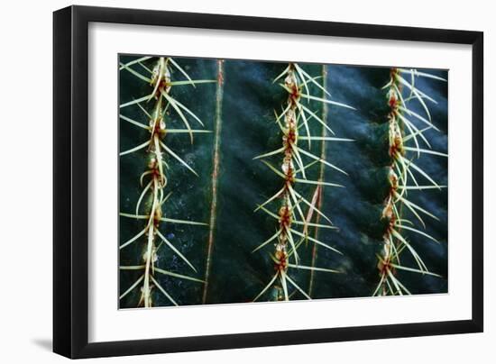 Three Rows Of Cactus Needles-Anthony Paladino-Framed Giclee Print