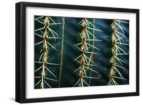 Three Rows Of Cactus Needles-Anthony Paladino-Framed Giclee Print