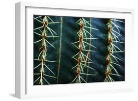 Three Rows Of Cactus Needles-Anthony Paladino-Framed Giclee Print