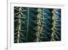 Three Rows Of Cactus Needles-Anthony Paladino-Framed Giclee Print