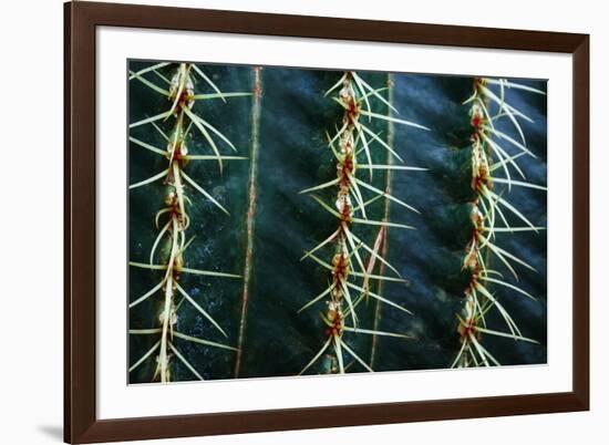 Three Rows Of Cactus Needles-Anthony Paladino-Framed Giclee Print