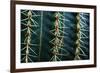 Three Rows Of Cactus Needles-Anthony Paladino-Framed Giclee Print