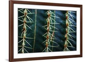 Three Rows Of Cactus Needles-Anthony Paladino-Framed Giclee Print