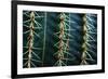 Three Rows Of Cactus Needles-Anthony Paladino-Framed Giclee Print