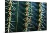 Three Rows Of Cactus Needles-Anthony Paladino-Mounted Giclee Print