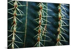 Three Rows Of Cactus Needles-Anthony Paladino-Mounted Giclee Print