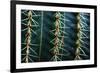 Three Rows Of Cactus Needles-Anthony Paladino-Framed Premium Giclee Print