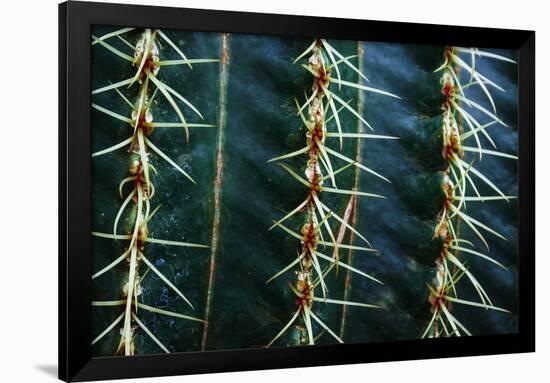 Three Rows Of Cactus Needles-Anthony Paladino-Framed Premium Giclee Print