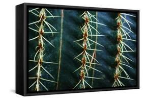 Three Rows Of Cactus Needles-Anthony Paladino-Framed Stretched Canvas