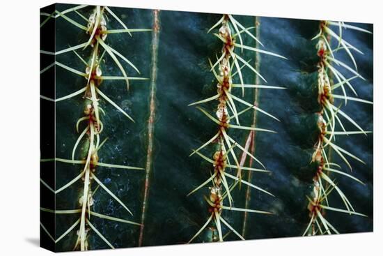 Three Rows Of Cactus Needles-Anthony Paladino-Stretched Canvas