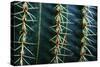 Three Rows Of Cactus Needles-Anthony Paladino-Stretched Canvas