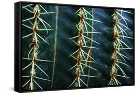 Three Rows Of Cactus Needles-Anthony Paladino-Framed Stretched Canvas