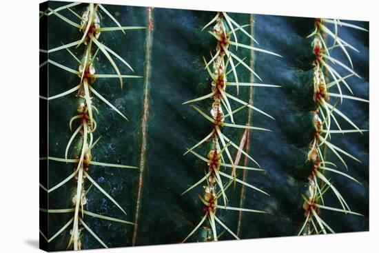 Three Rows Of Cactus Needles-Anthony Paladino-Stretched Canvas