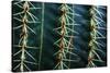 Three Rows Of Cactus Needles-Anthony Paladino-Stretched Canvas