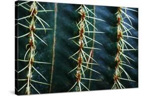 Three Rows Of Cactus Needles-Anthony Paladino-Stretched Canvas