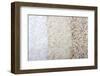 Three Rows of Rice Varieties-felker-Framed Photographic Print