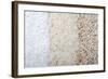 Three Rows of Rice Varieties-felker-Framed Photographic Print