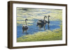 Three's Company-Bruce Dumas-Framed Giclee Print