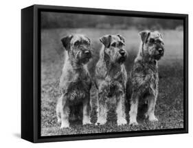 Three Schnauzers Sitting Together-null-Framed Stretched Canvas