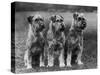 Three Schnauzers Sitting Together-null-Stretched Canvas