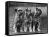 Three Schnauzers Sitting Together-null-Framed Stretched Canvas