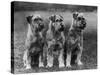 Three Schnauzers Sitting Together-null-Stretched Canvas