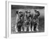 Three Schnauzers Sitting Together-null-Framed Photographic Print