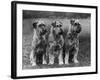 Three Schnauzers Sitting Together-null-Framed Photographic Print