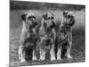 Three Schnauzers Sitting Together-null-Mounted Photographic Print