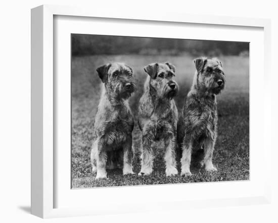 Three Schnauzers Sitting Together-null-Framed Photographic Print