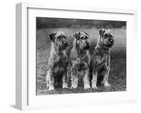 Three Schnauzers Sitting Together-null-Framed Photographic Print