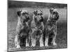 Three Schnauzers Sitting Together-null-Mounted Photographic Print