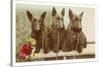 Three Scottie Dogs on Leashes-null-Stretched Canvas